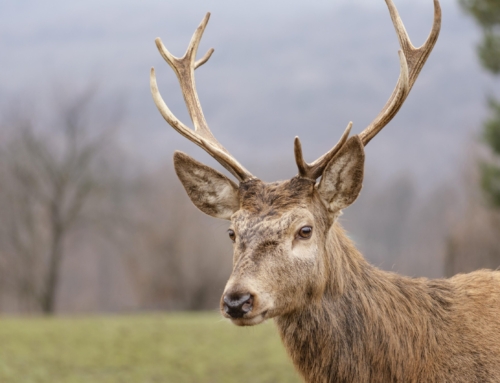 NEW ZEALAND LEADS THE WORLD IN DEER FARMING